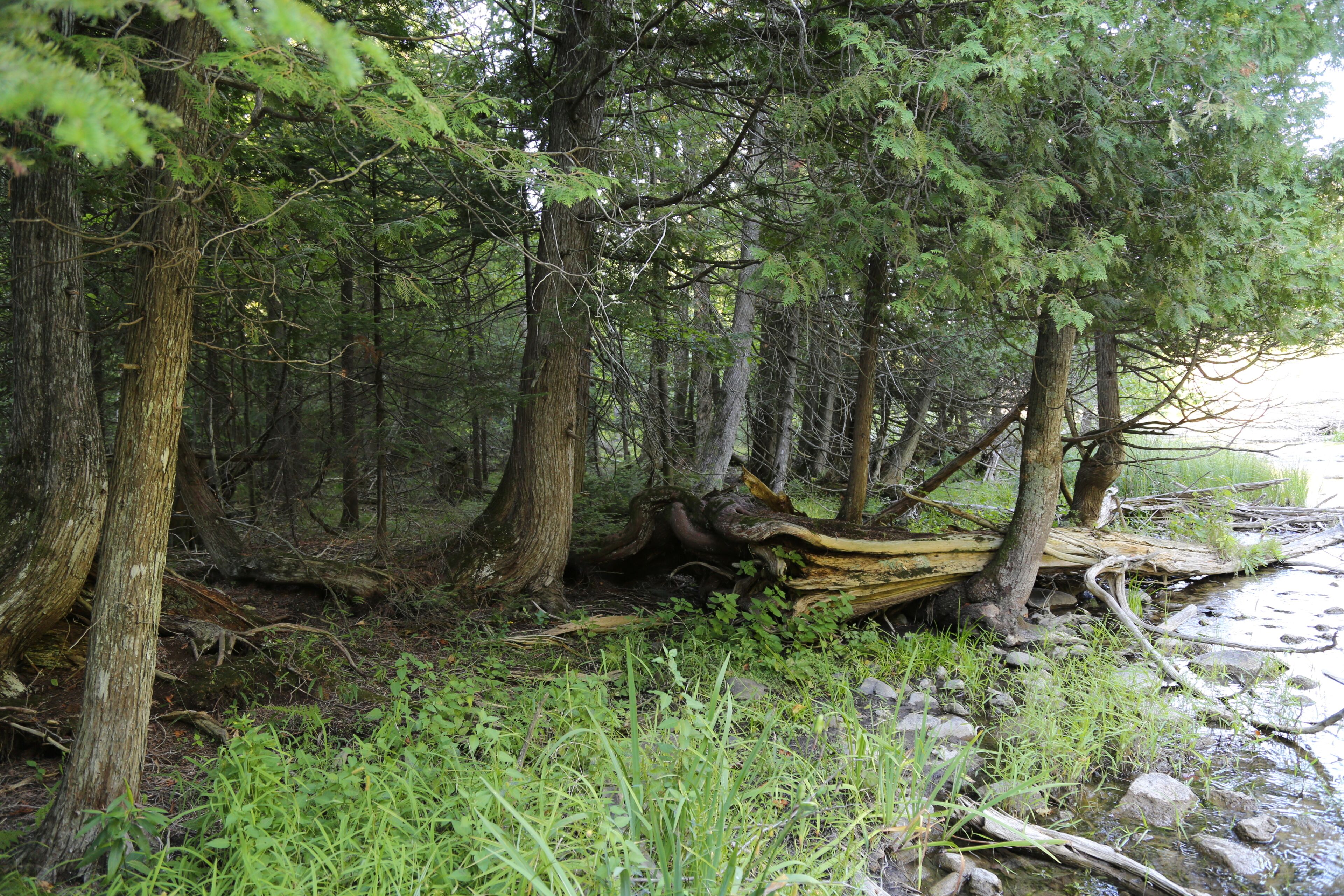 A forested area with trees, a fallen log, and a stream.