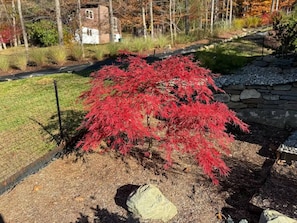 A garden with a red Japanese maple tree, a stone wall, and a grassy area with a fence.