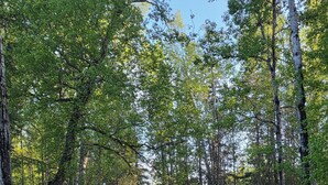 Ein Campingplatz mit Tisch, Stühlen, Grill und Zelt.