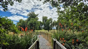Un sendero de madera que atraviesa un jardín con diversas plantas y árboles.
