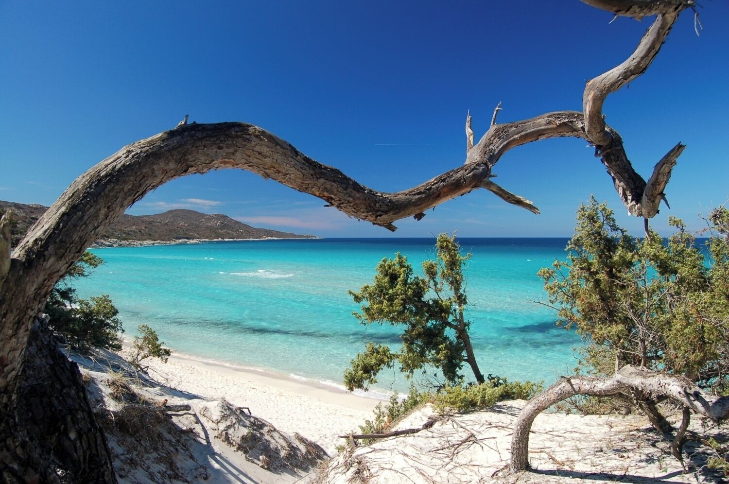 Una playa con aguas turquesas cristalinas, orilla arenosa y una rama de árbol seca que enmarca la vista.