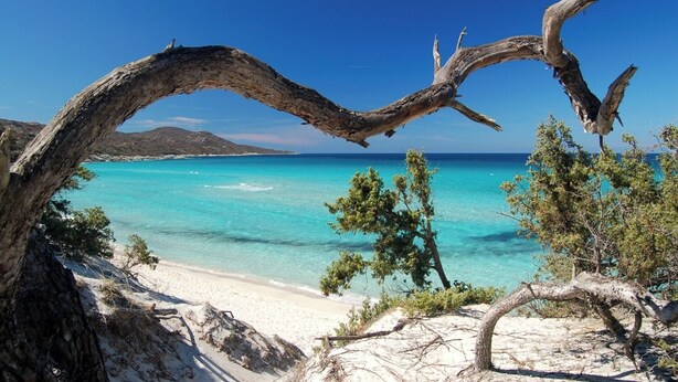 A beach with clear turquoise waters, sandy shore, and a prominent dead tree branch framing the view. - 3-room apartment with a view of the Citadel, a terrace, and a free garage, just 500 meters from the sea! (Calvi)