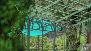 A pool with a metal pergola structure, surrounded by greenery.