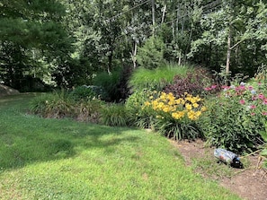 A garden with various plants and flowers.