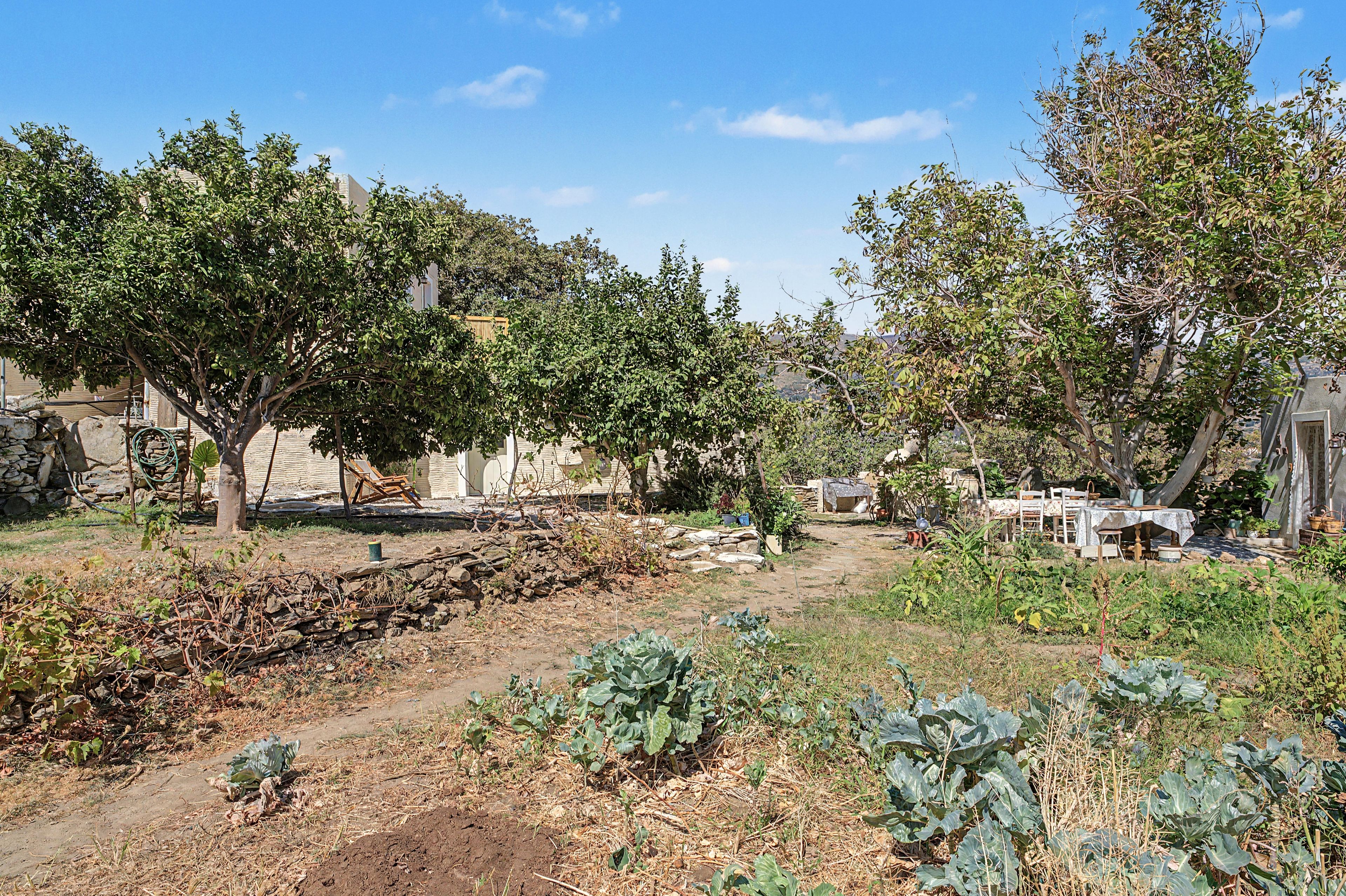 A rustic outdoor area with a dirt path, a pile of firewood, and a variety of plants and trees.
