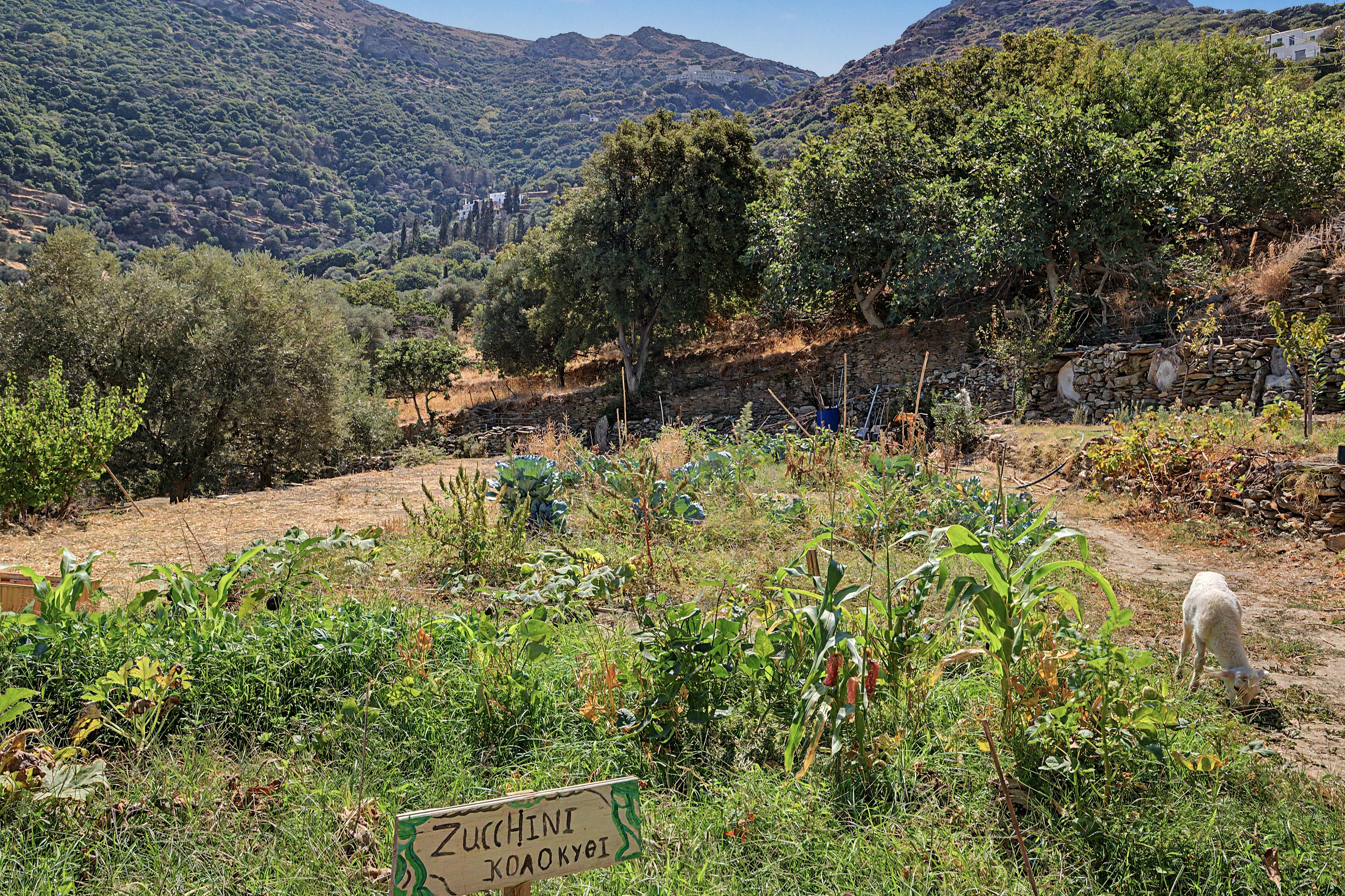 Paesaggio rurale con un cartello che indica un orto di zucchine.