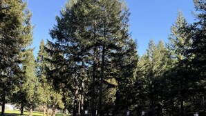Un parco con tavoli da picnic, una panchina e un ceppo d'albero.