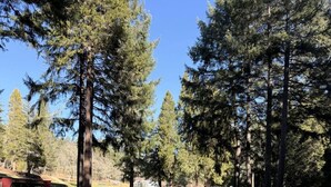 Un'area erbosa con alberi alti e un tavolo da picnic.