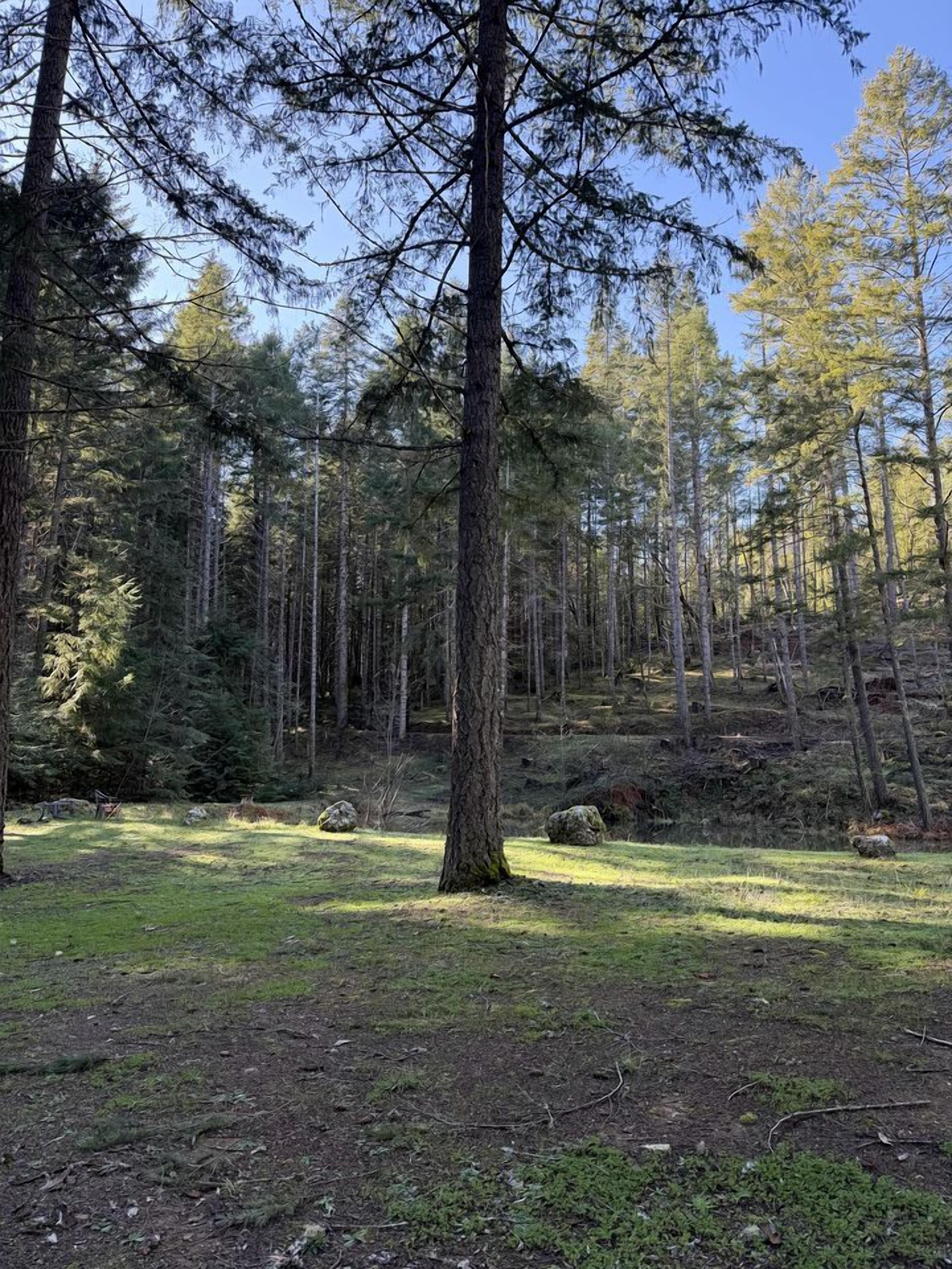 A forested area with tall trees and a grassy clearing.