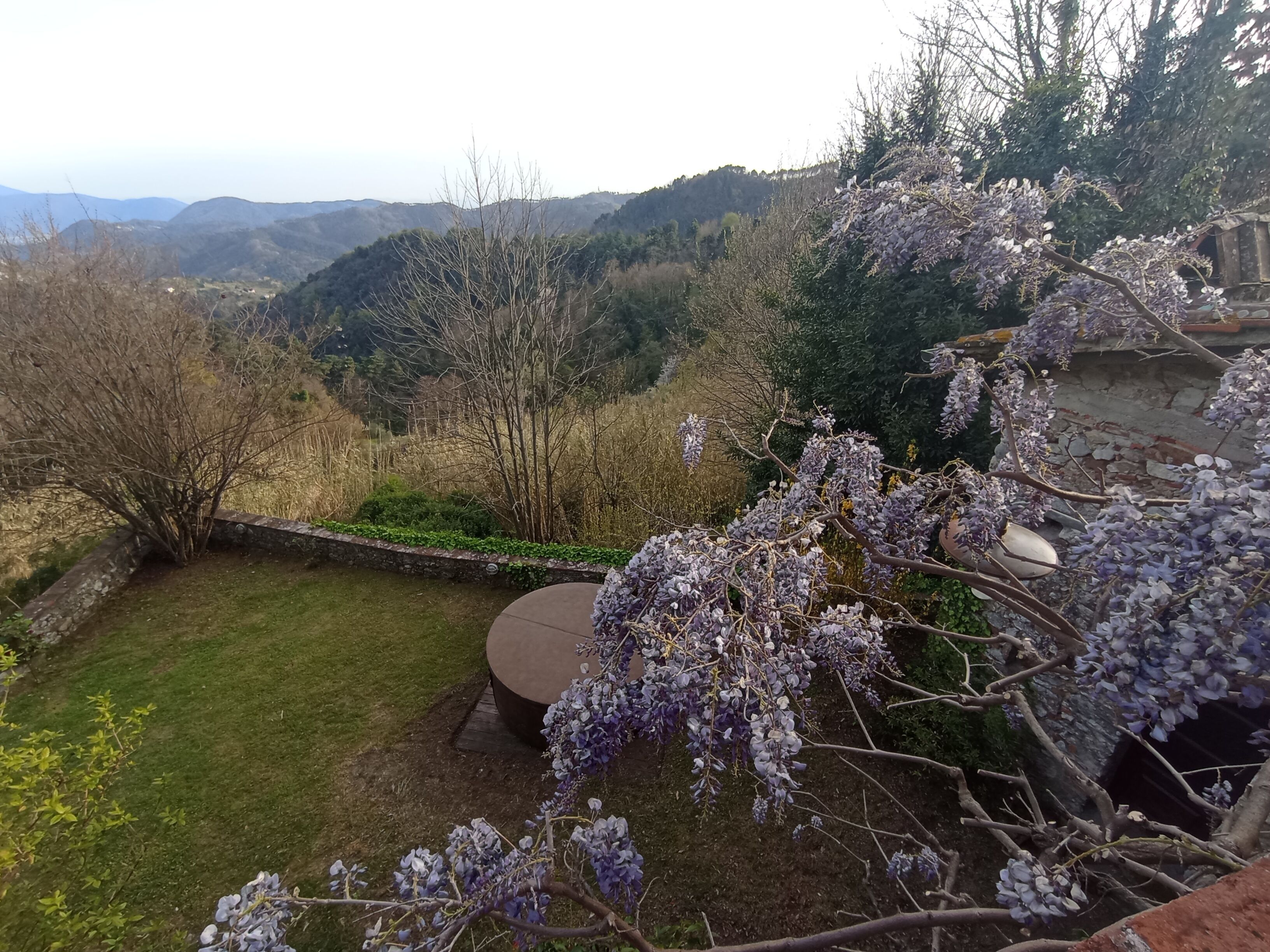 A garden with a stone bench, a view of hills, and a wisteria-covered tree.