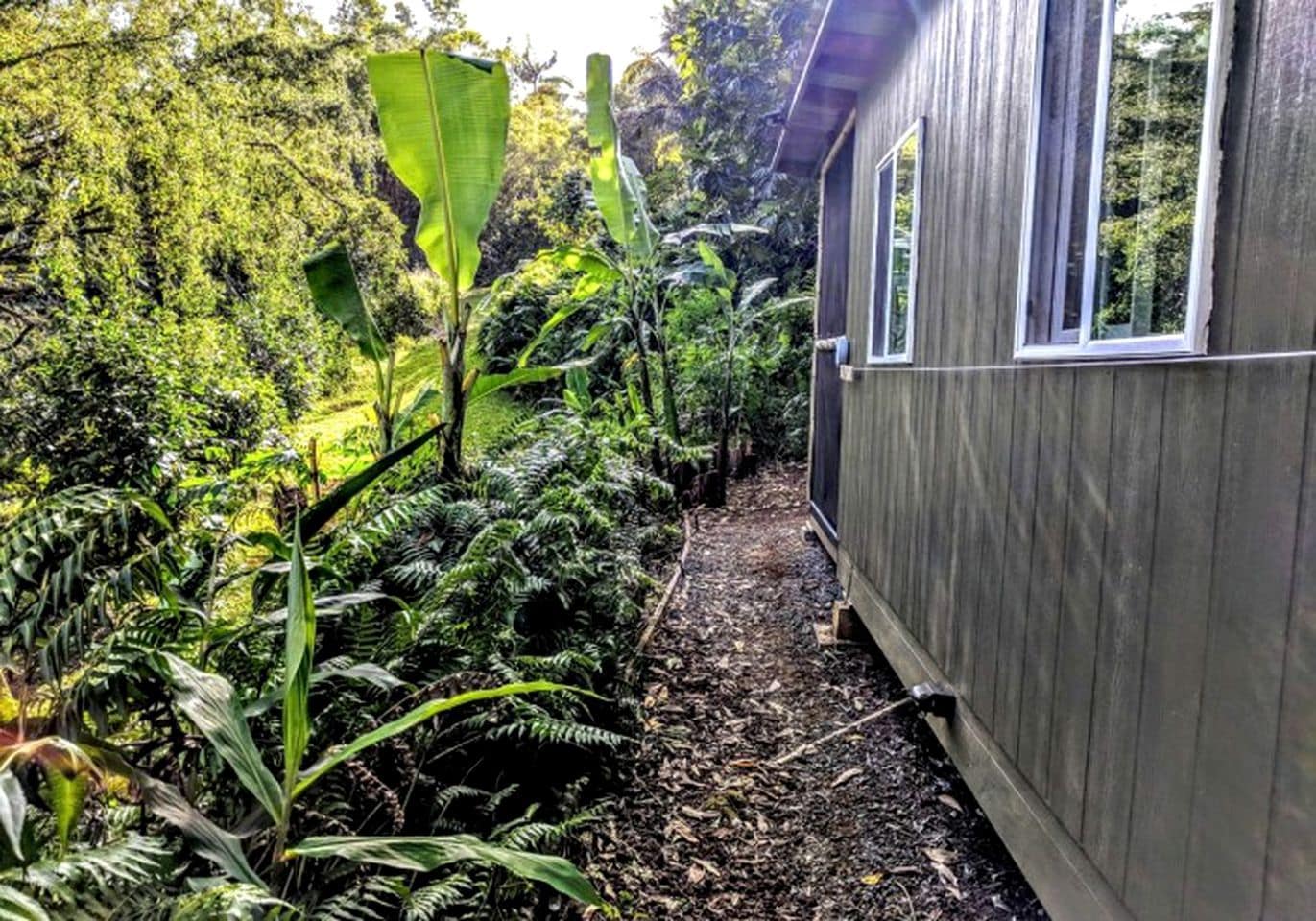 A wooden cabin with a window, surrounded by dense tropical foliage and a leaf-covered path.