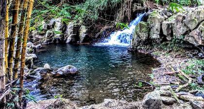 Rustic Vacation Rental Surrounded by Rainforest close to Volcanoes National Park, Hawaii