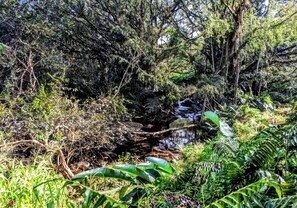 A natural landscape with dense foliage, a small stream, and a fallen tree.