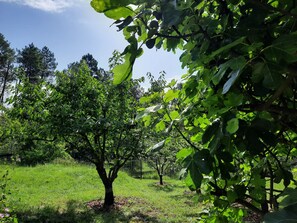 Ein Baum in einer grünen Wiese unter blauem Himmel.