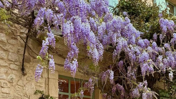 Un bâtiment en pierre avec un escalier menant à une porte verte, le tout entouré de glycines violettes.