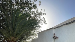 A rooftop patio with artificial grass, a large palm tree, and a row of potted plants.