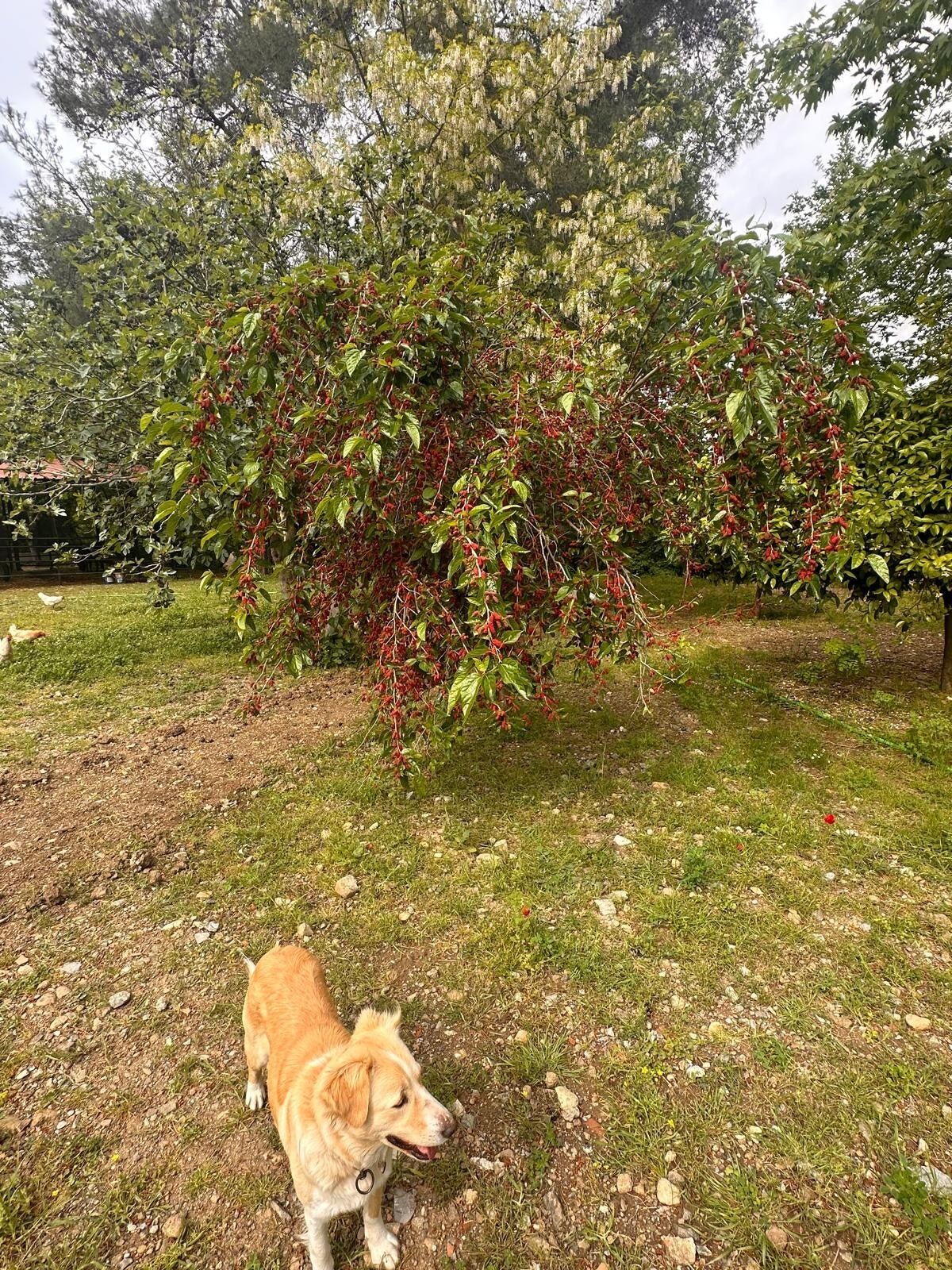A dog in a grassy outdoor area with trees and a fence in the background.