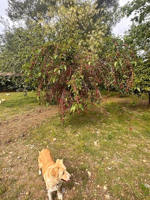 Ein Hund in einer grünen, von Bäumen und einem Zaun gesäumten Umgebung.