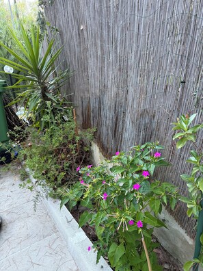 Un jardín con valla de madera, plantas variadas y una maceta de concreto.