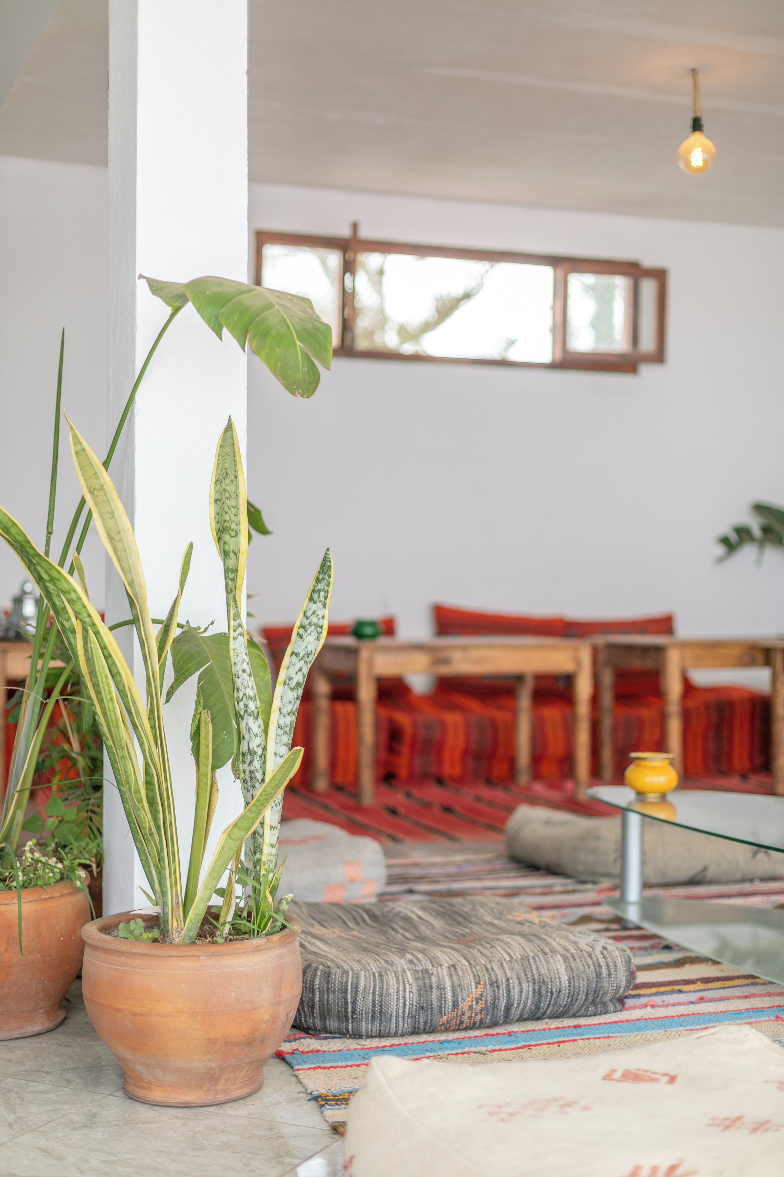 Una habitación con una planta grande en maceta, una mesa de vidrio y una alfombra estampada.