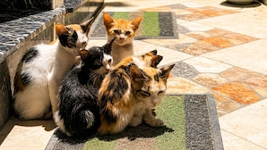 Un patio empedrado con un mural, una planta en maceta y tres gatos.