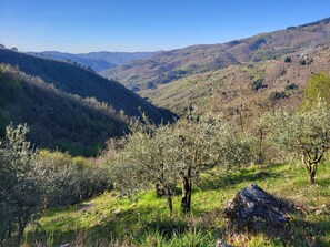 A mountainous landscape with olive trees and a clear sky.