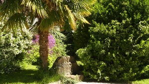 Piscina rodeada por vegetação exuberante e uma palmeira.