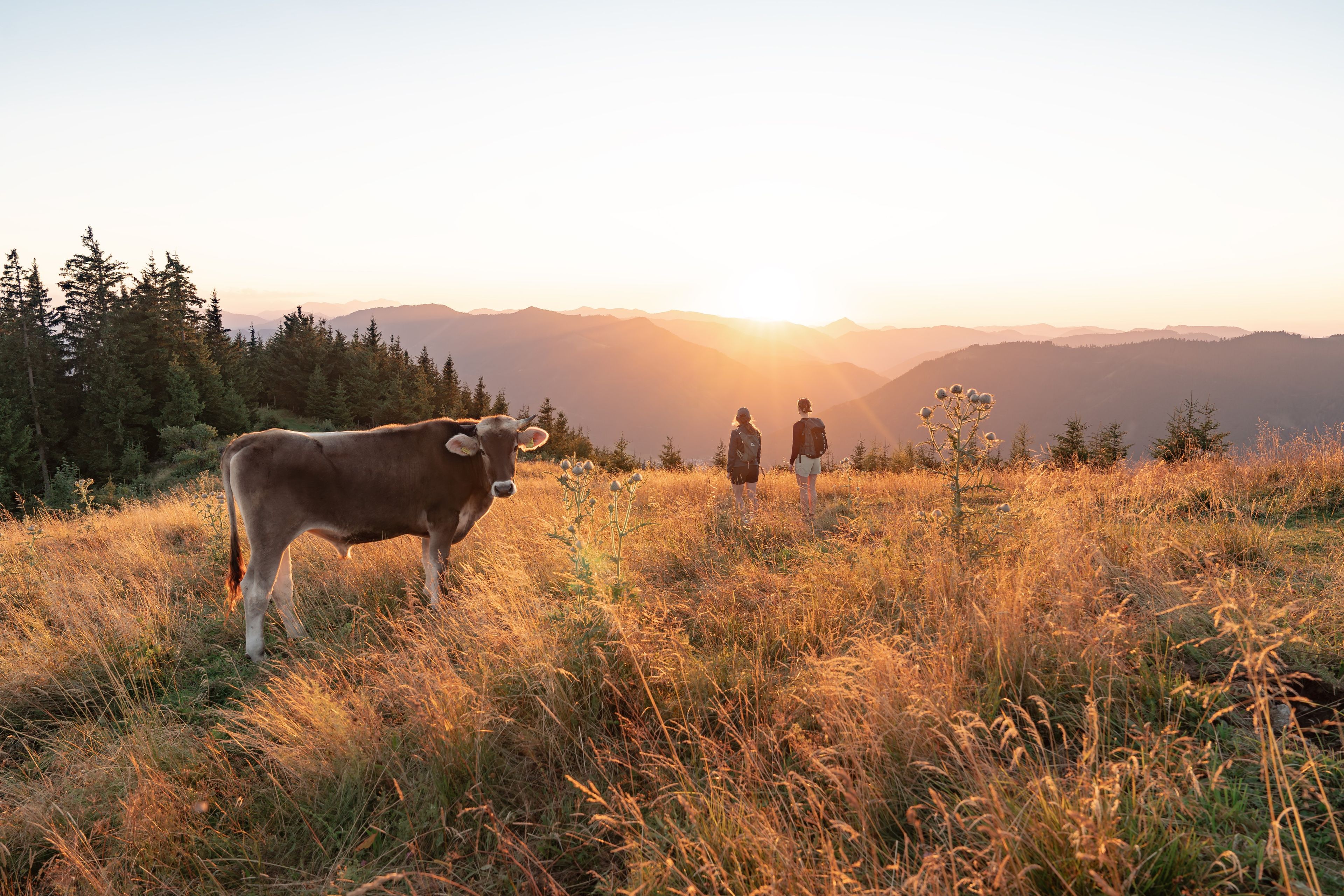 Una vaca de pie en un campo, con dos personas al fondo, rodeada de árboles y montañas.