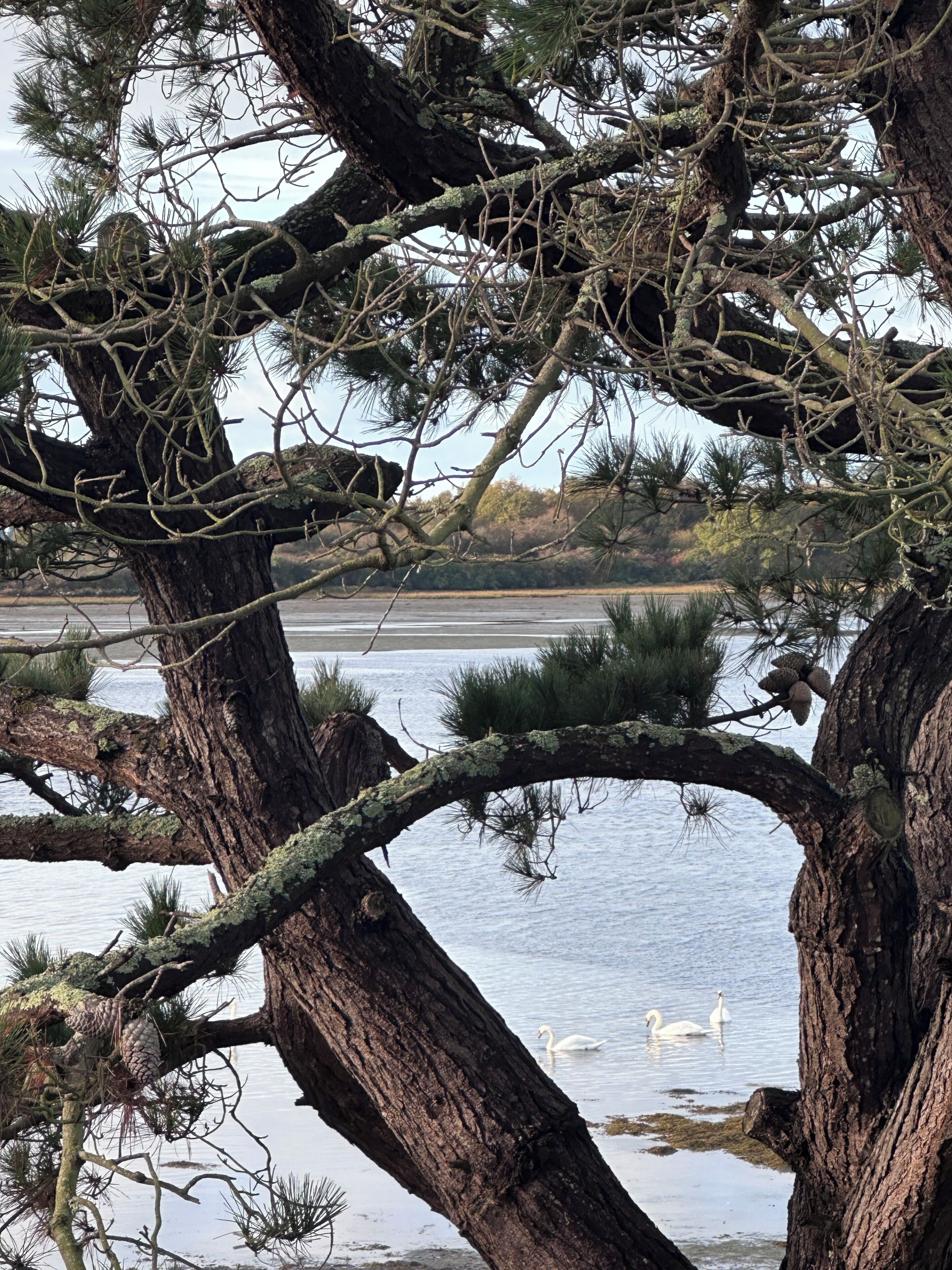 Un paysage naturel avec un arbre qui surplombe une étendue d’eau, des cygnes qui nagent et une rive lointaine.