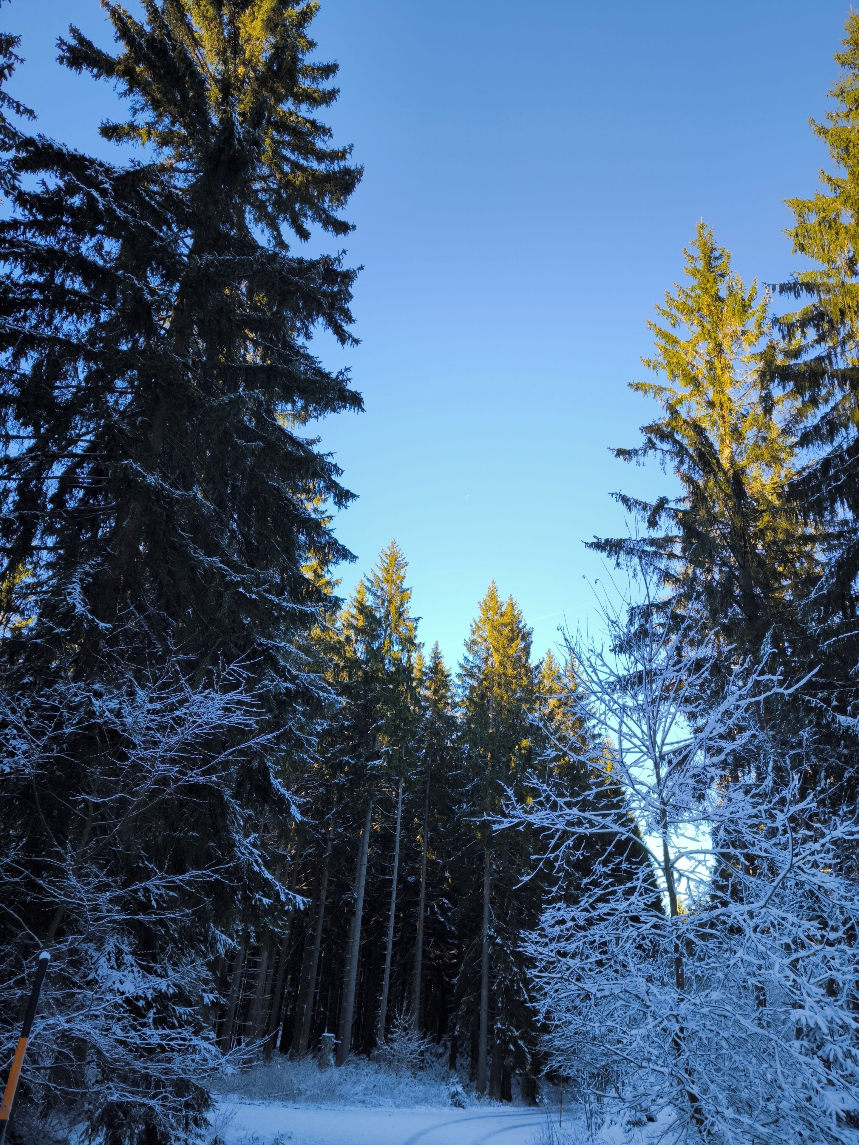 A forest with tall evergreen trees and a snow-covered ground.