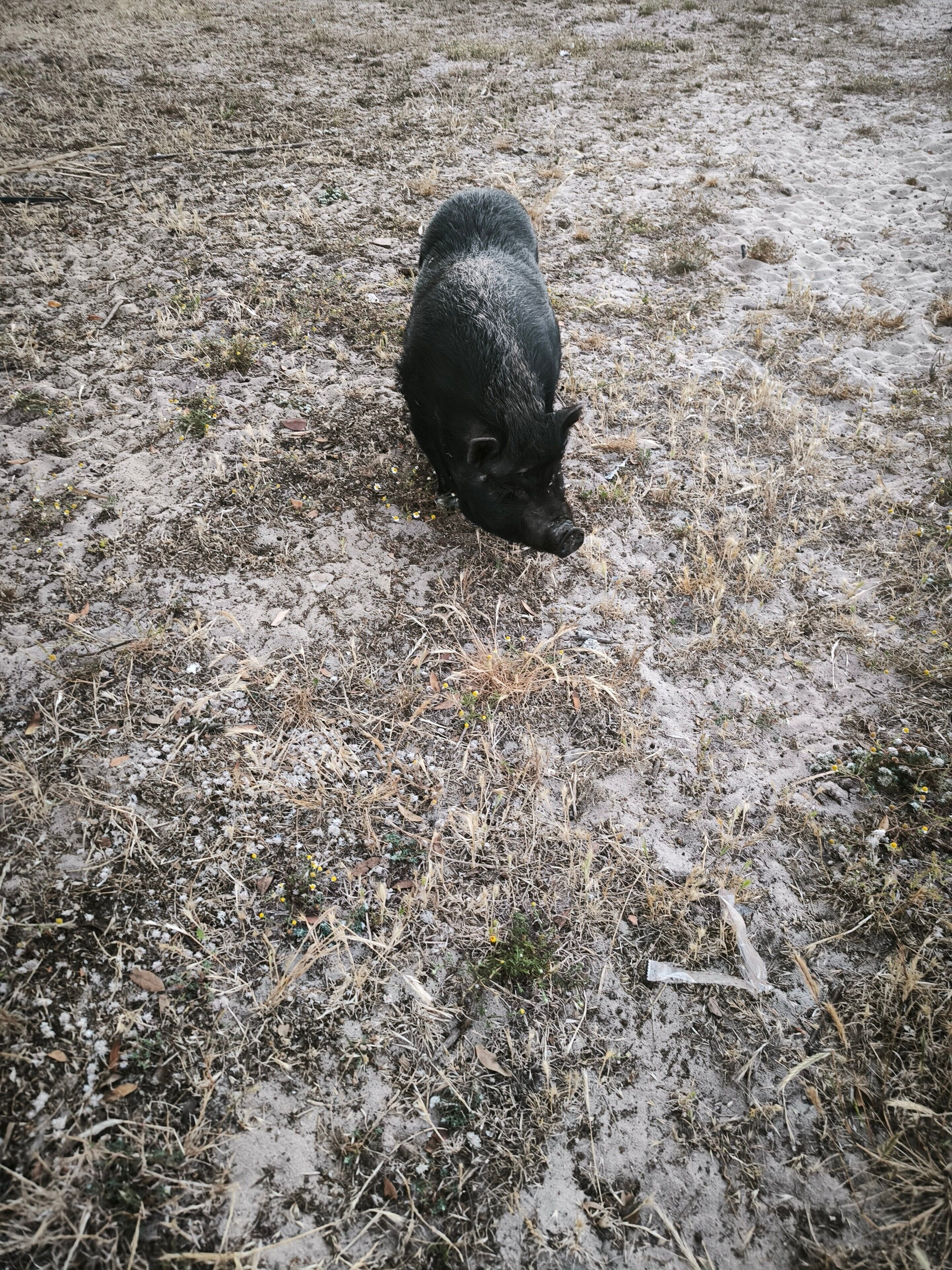 Ein Schwein auf einem schlammigen Feld.