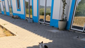 Eine Katze sitzt auf einem gepflasterten Bereich, im Hintergrund ist ein Gebäude zu sehen.
