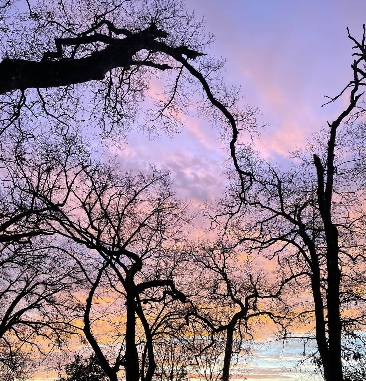 Lehdettömien puiden siluetti auringonlaskun taivaalla.