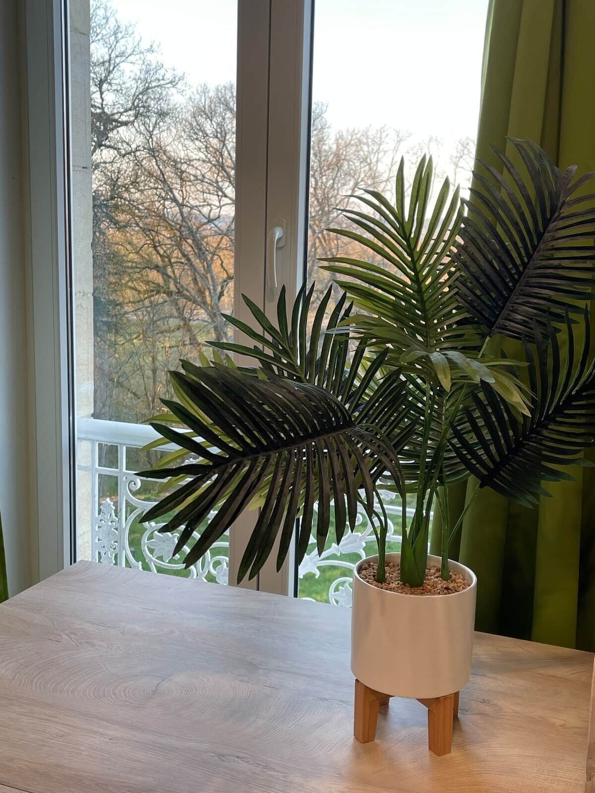 Un palmier en pot, posé sur une table en bois près d’une fenêtre donnant sur des arbres.