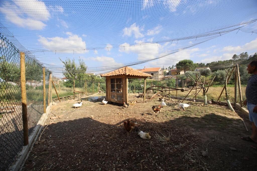 Un espacio al aire libre cercado con un pequeño refugio de madera, gallinas y patos.