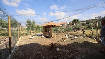 Un espacio al aire libre cercado con un pequeño refugio de madera, gallinas y patos.