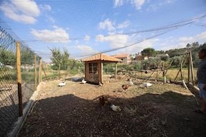 A fenced outdoor area with a small wooden shelter, chickens, and ducks.