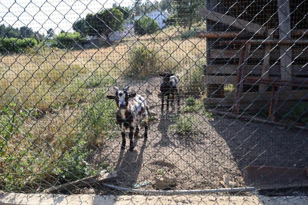 Un espace clôturé où se trouvent deux chèvres.