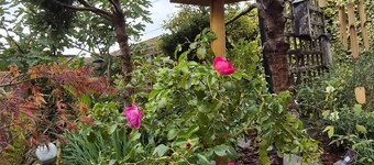 La clos de la ch'tite d'alsace