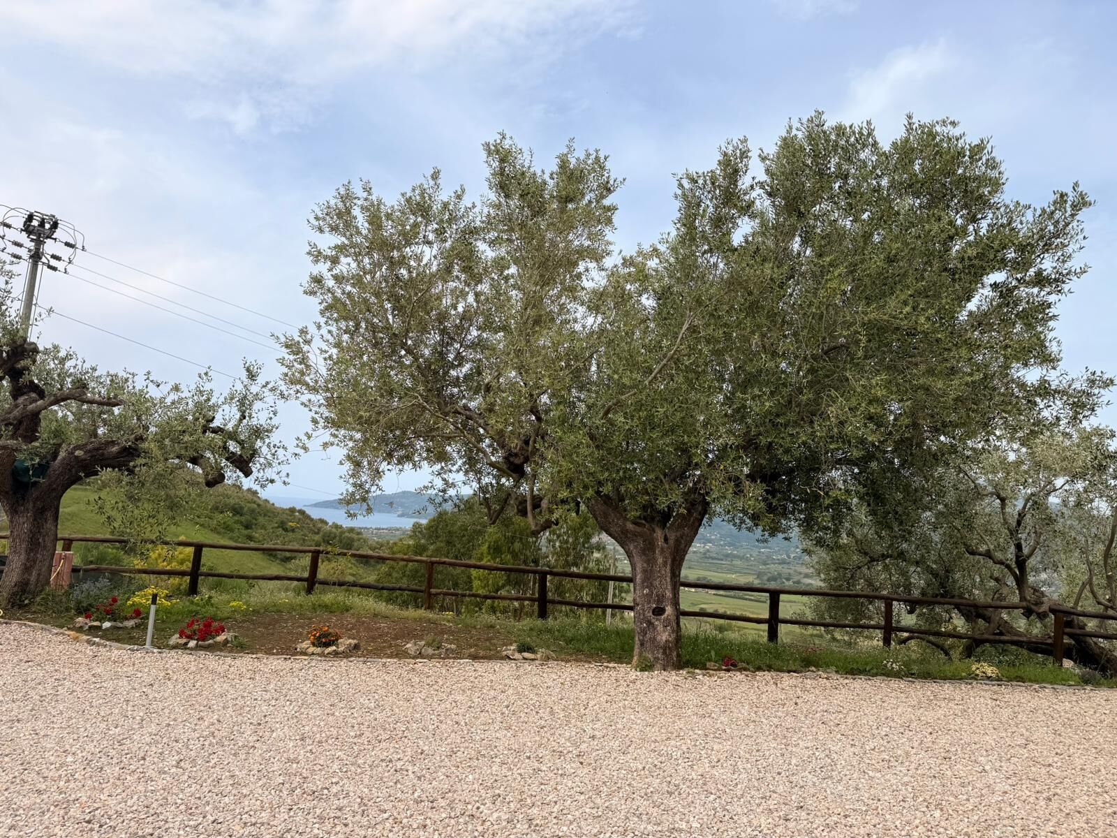 A gravel path with trees and a wooden fence.
