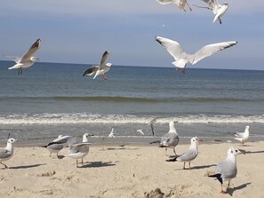 Beach - Vrbo Property (Fort-Mahon-Plage)