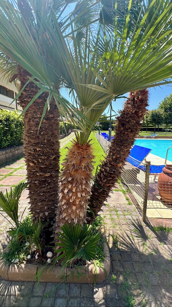 A palm tree in a planter with a pool and lounge chairs in the background.