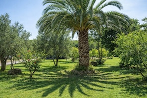 Un jardín bien cuidado con una palmera destacada, diversos arbustos y un cielo despejado.