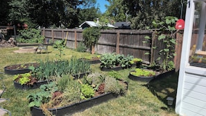 A garden with raised beds, a wooden fence, and a house in the background.