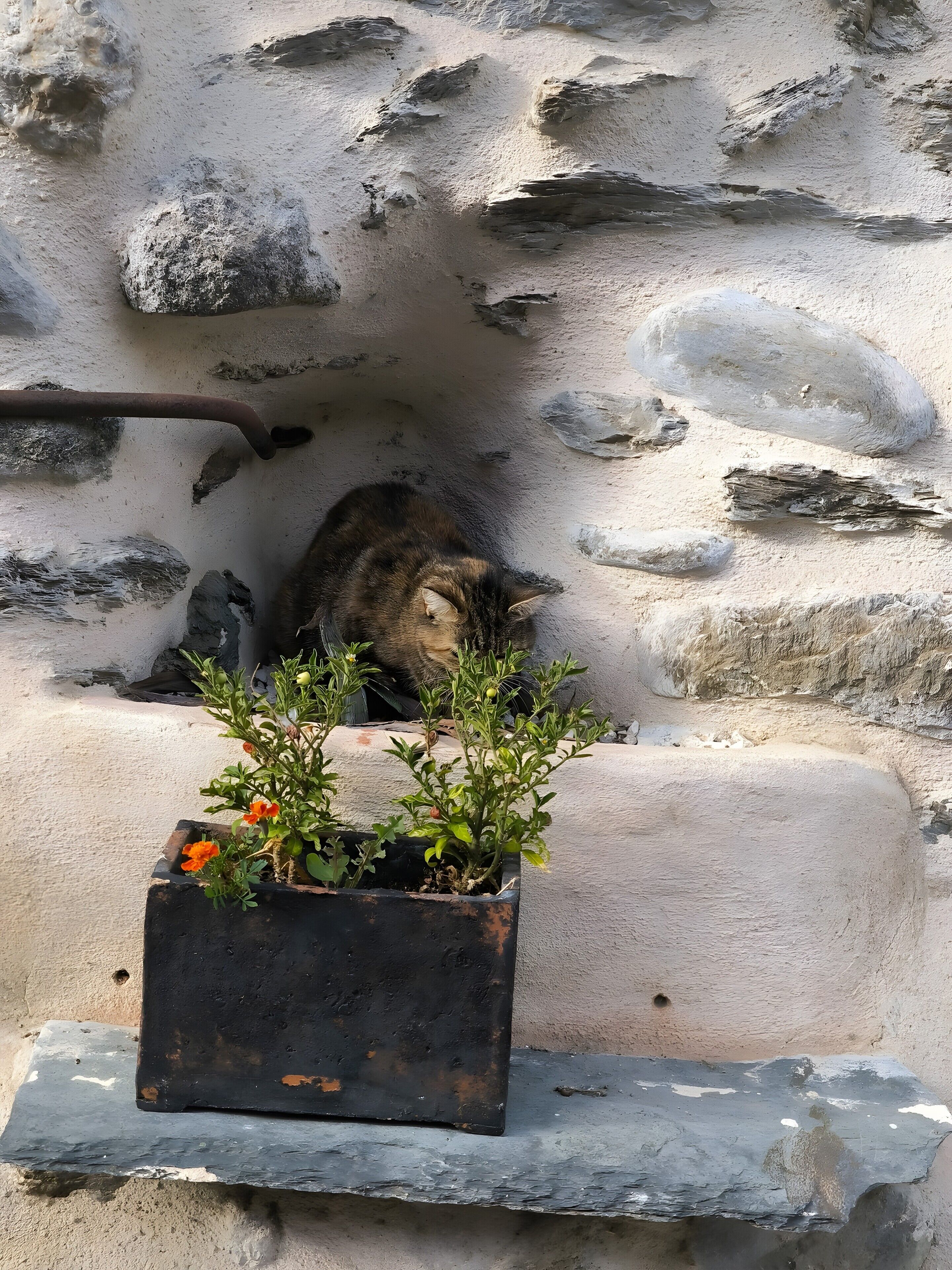 Parede de pedra com um gato sentado em um nicho, um vaso com flores laranja e um cano de metal.