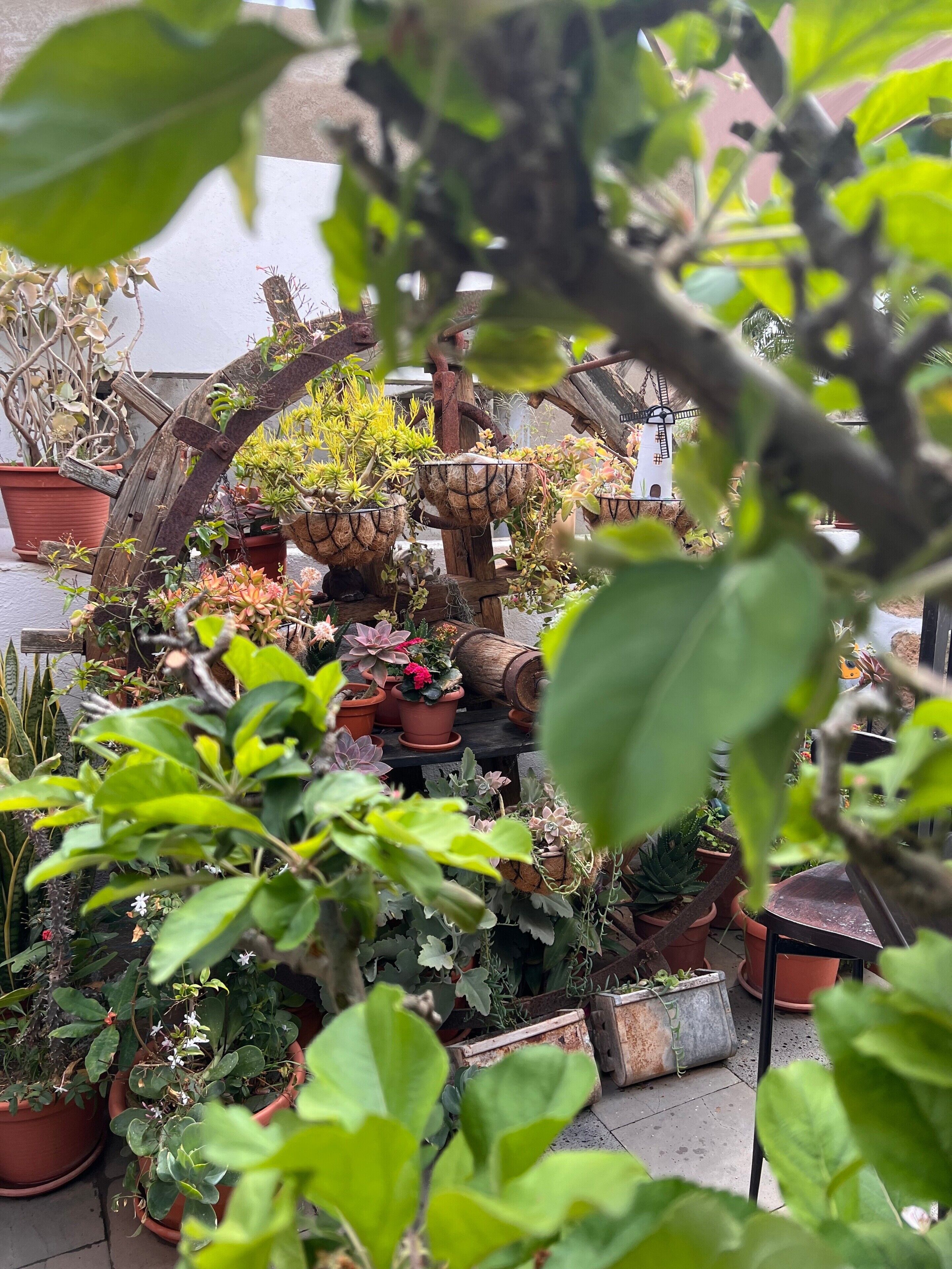 Jardines del alojamiento