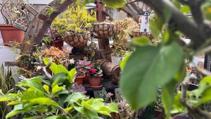 Diverse potplanten, gerangschikt in een tuin.