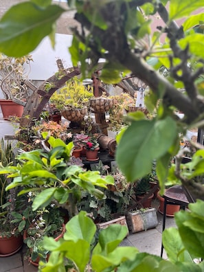 A variety of potted plants arranged in a garden setting.
