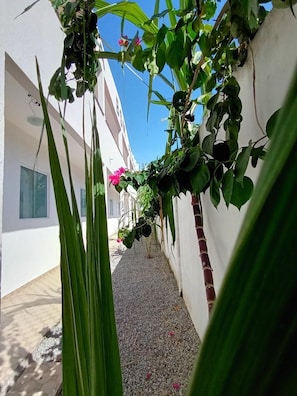 A narrow alley with a white building, a red brick wall, and green foliage.