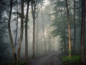 A forest path surrounded by tall trees with a misty atmosphere.